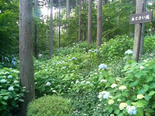 photo_2006_0618_164817.JPG
